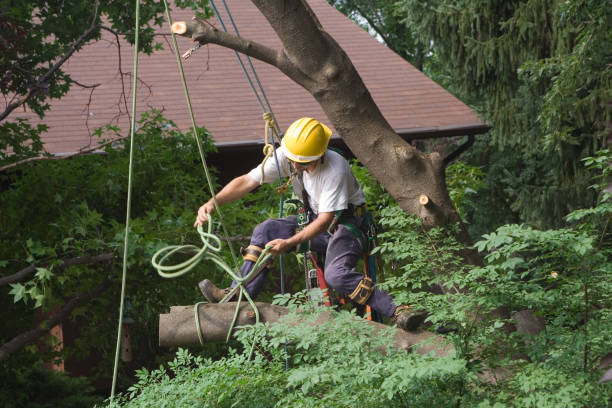  , USA Tree Services Pros