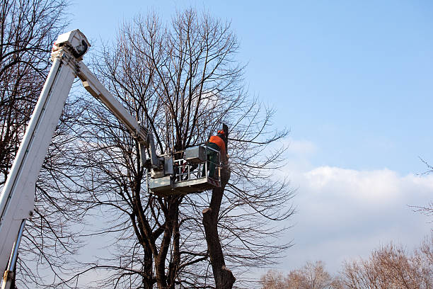 Best Hedge Trimming  in USA